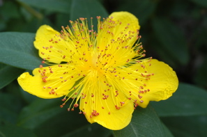 Ipp Ill Yellow Flower